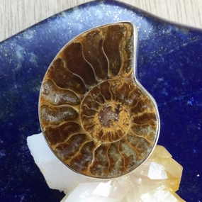 Romantic Adornment Comfortable item Ammonite Ring