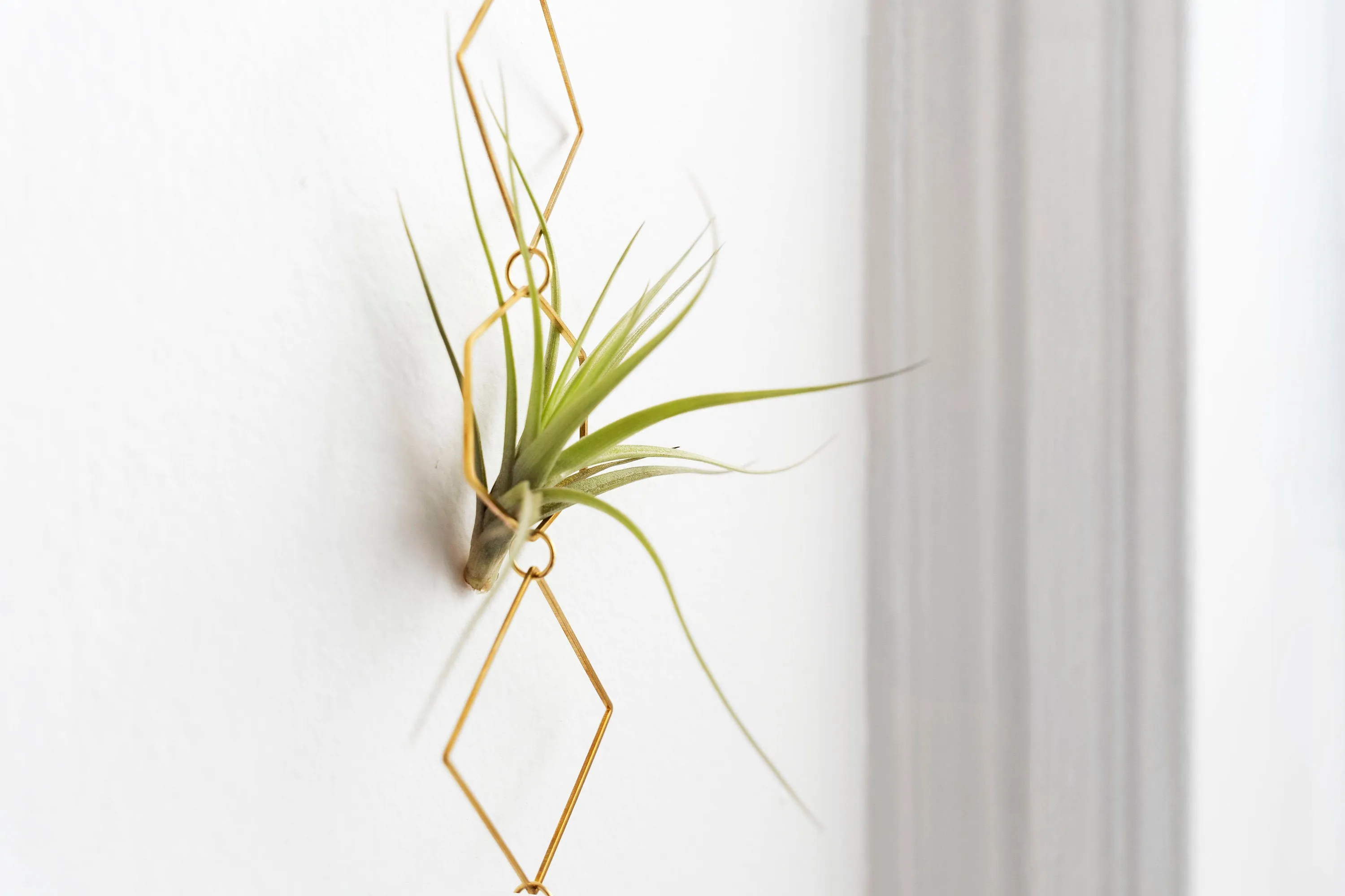 "Bijoux de Maison" Vert Air Plant Display - I