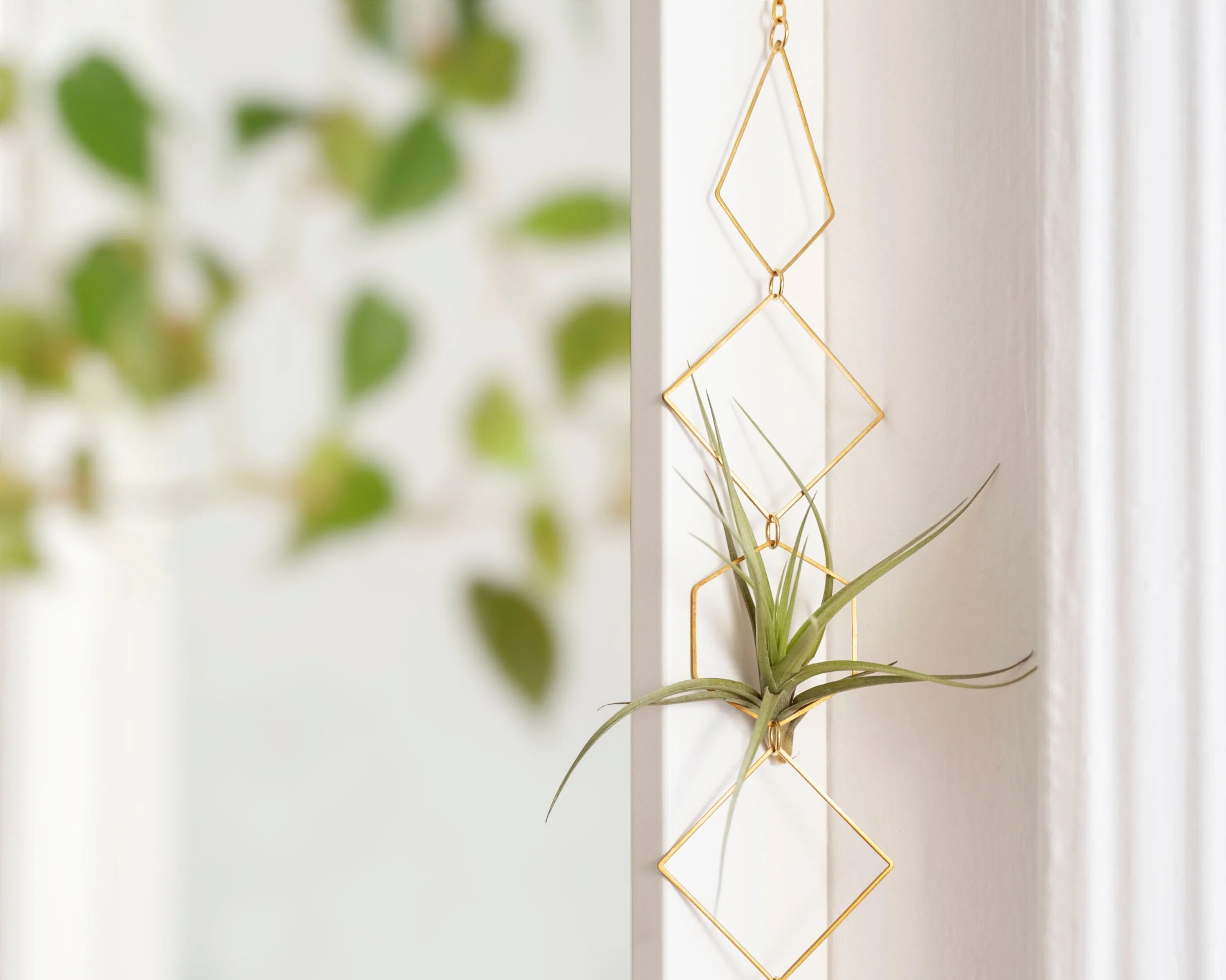 "Bijoux de Maison" Vert Air Plant Display - I